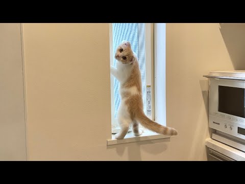 外に脱走しようとしてたら見つかっちゃった子猫の反応がかわいすぎたw(YouTube)