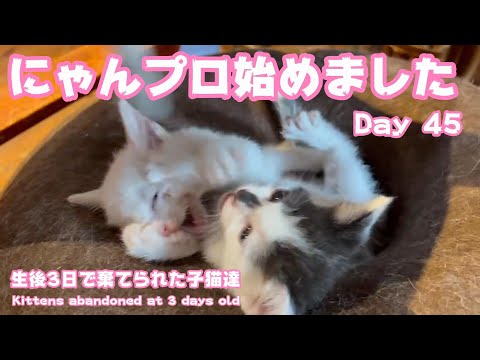 にゃんプロ始めました 生後3日で棄てられた子猫達 Kittens abandoned at 3 days old Day 45(YouTube)