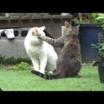 病気に負けないでね！と励ます猫(YouTube)