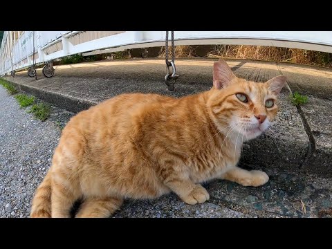 漁港の茶トラ猫ちゃん、撫でるとゴロゴロご機嫌です。(YouTube)