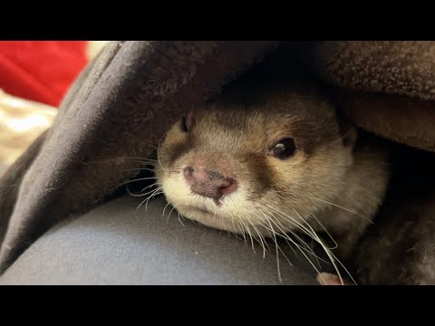 庭にきたとあるお客さんにそれぞれ反応を示すカワウソと猫 otter and cat react to a visitor in the garden(YouTube)