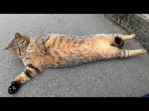目が真ん丸なキジトラ猫をモフっていたらビヨ〜ンと伸びてしまった(YouTube)