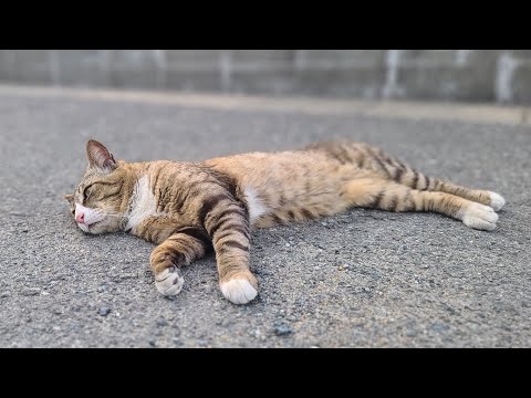 感動猫動画 のライブ配信(YouTube)