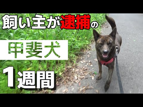 飼い主が逮捕された甲斐犬が来て１週間(YouTube)