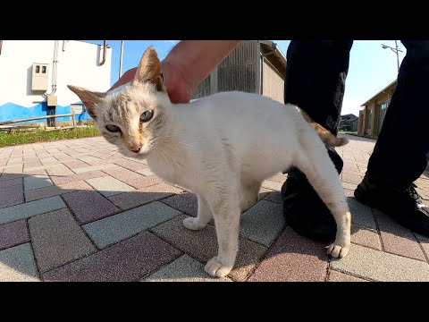 甘えん坊のシャム猫が「帰らないで！」と私のあとを追いかけてきた(YouTube)