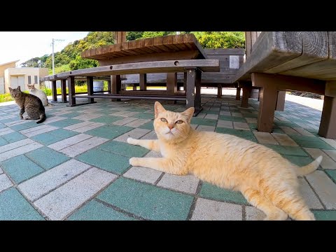 猫島に着いてすぐの東屋にいた猫たちがかわい過ぎた(YouTube)