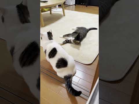それは豆大福への威嚇？(YouTube)