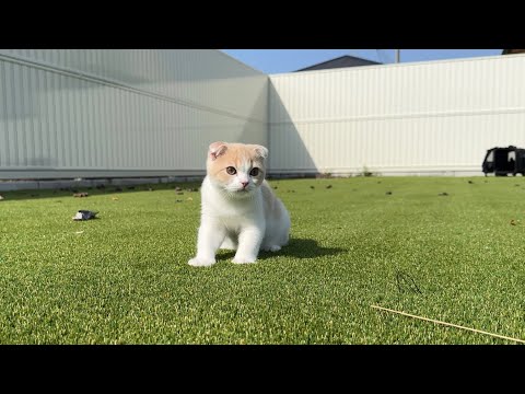 生まれて初めて外に出た子猫がまさかのこうなりました…(YouTube)