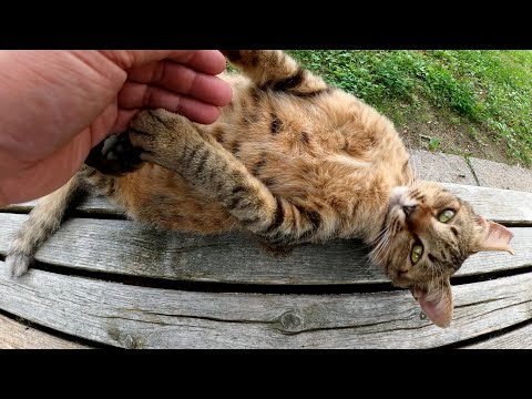 ベンチでくつろぐキジトラ猫をモフっていたら転げ落ちてしまった(YouTube)