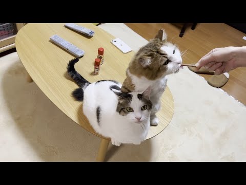 オヤジ猫のせいで食べられなかった豆大福は・・・(YouTube)