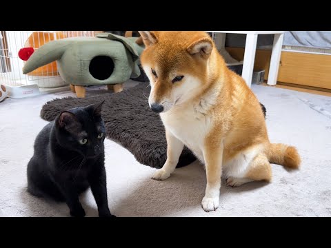 子供猫に遊んで欲しくてじーっとその時を待つ柴犬(YouTube)