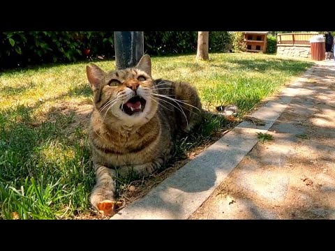 公園の猫ちゃん、顔を見ると挨拶してきてカワイイ(YouTube)