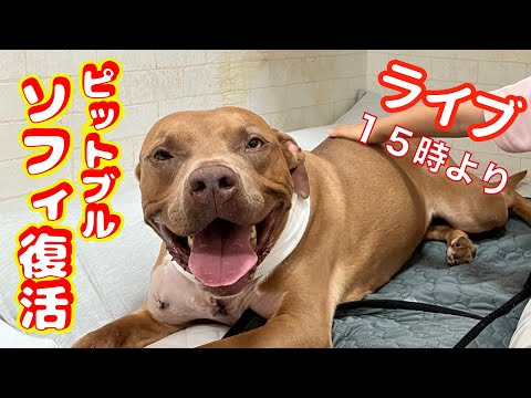 ピットブル ソフィのお礼とご報告ライブ１５時より配信(YouTube)