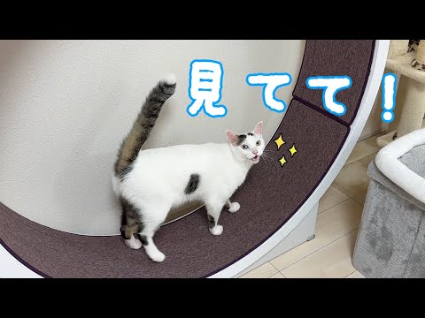 リビングの模様替えをしたら回し車ブームがまた来ました！！(YouTube)