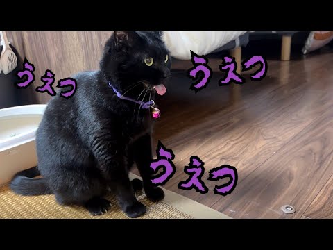 実家でも吐き散らかすしヤンチャもしまくる黒猫さん(YouTube)