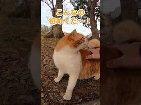 腰トントンに悶絶する野良猫 #shorts(YouTube)