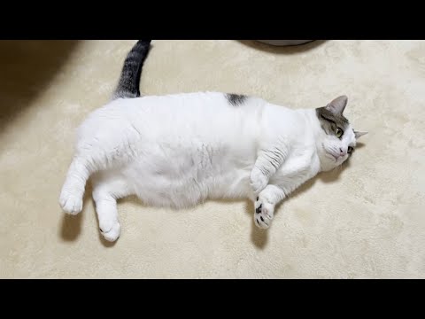 重量級の猫はいつもこんな感じで落ちていきます(YouTube)