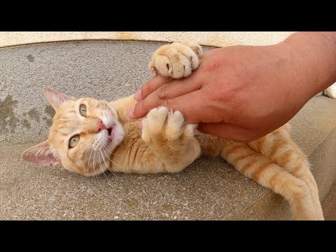 わんぱく過ぎる茶トラ猫が爪と牙を使って人間に甘えてきた(YouTube)