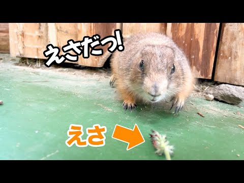 【釣り好き必見】プレーリードッグの釣り方(YouTube)