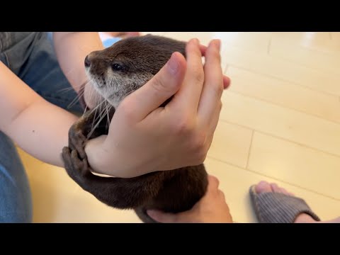 飼い主二人からいっぺんに撫でられまくったカワウソの反応がまさかすぎた Otter’s reaction to being petted by two owners at once(YouTube)