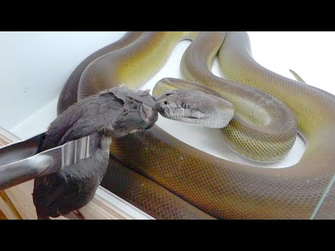 【2年ぶりに…】ラット嫌いの蛇が2年ぶりに口を開きました(YouTube)