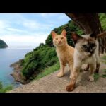 キレイな海の景気を見ていたら、茶トラ猫とシャム猫が寄って来た(YouTube)