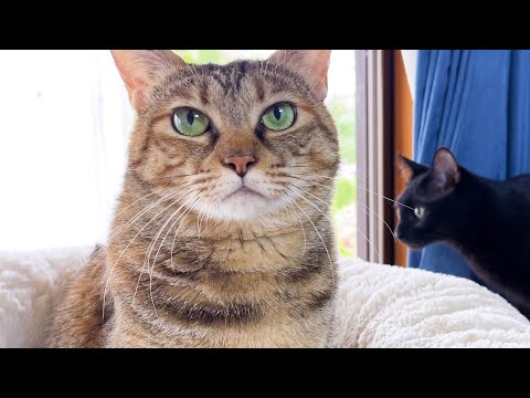とにかく先輩猫たちの隣に出現して気を引こうとする黒猫おチビ。最後に向かった場所は…(YouTube)