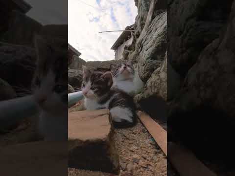 子猫の兄弟かわい過ぎる#猫島 #野良猫 #自由猫 #外猫 #Cat #猫  #ぬこ #子猫 #kitten #catisland #shorts 　(YouTube)