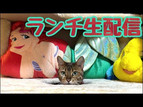 【ランチ生配信6/20】眠そうな猫でも見ながら午後をまったり過ごしませんかん生配信(YouTube)