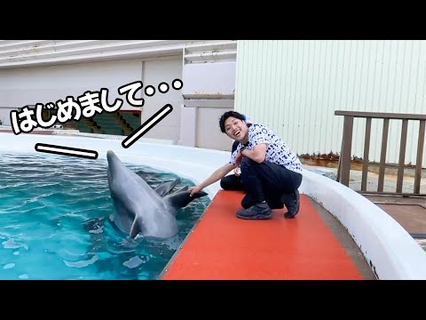 初対面のイルカとイルカショーに挑戦してみた【長崎バイオパーク×アドベンチャーワールド】(YouTube)