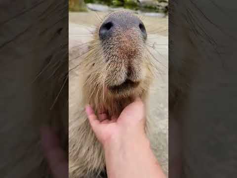 カピバラなでなで。Capybara #shorts(YouTube)