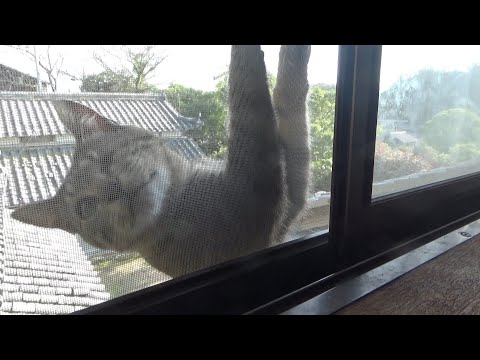 あの犬が去って平穏な日常が戻った猫の生活(YouTube)