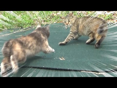 いじめられっ子のちょっとした反抗に焦る猫(YouTube)