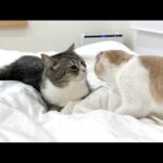 兄弟ケンカして隔離されてた猫たちが再会したらこうなりました…(YouTube)