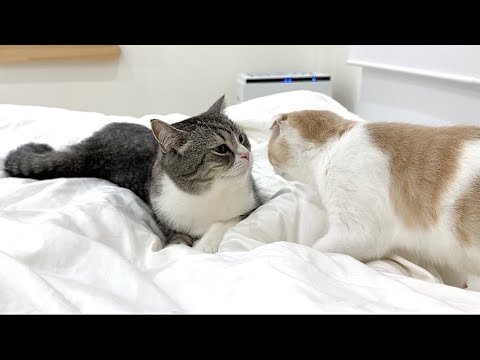 兄弟ケンカして隔離されてた猫たちが再会したらこうなりました…(YouTube)