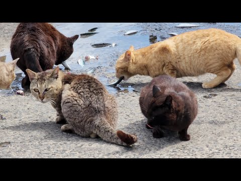 猫島の漁港でお魚の食べ放題パーティが開催される(YouTube)