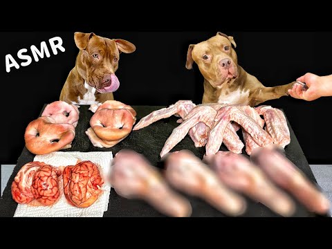 【犬のASMR】生肉を豪快に食べるピットブルの咀嚼音がクセになる(YouTube)