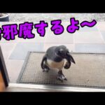 【タンクがゆく！#2】遊びに来たと思って連れてこられた場所で待ち受けていたものとは…(YouTube)