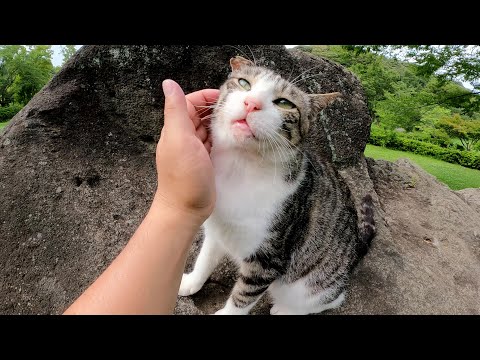 片耳が折れたキジシロ猫ちゃんが巨大な岩の上で草原を見渡す(YouTube)
