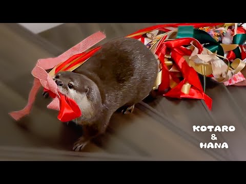 リボンが好きすぎるカワウソに大量のリボンをあげた結果　Otter LOVES Ribbons and Builds a Ribbon Nest(YouTube)