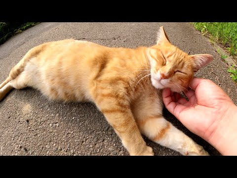 茶トラ猫と目が合うと、コテンと寝転んでナデナデを要求してきた(YouTube)