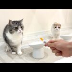 おやつだと思って喜んでたら薬だったときの猫たちの反応が…(YouTube)