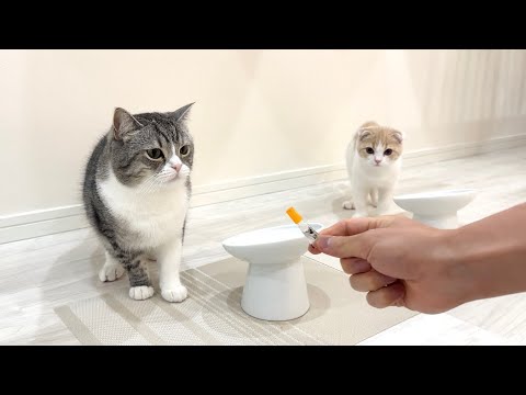 おやつだと思って喜んでたら薬だったときの猫たちの反応が…(YouTube)
