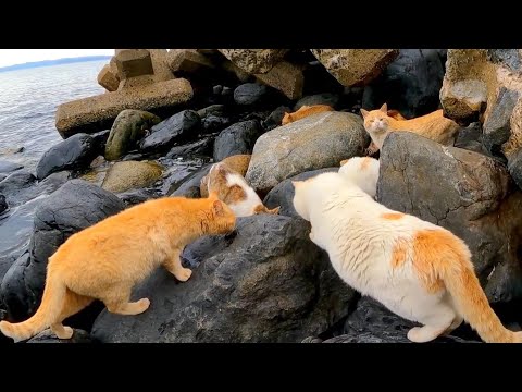 猫島の日常、海辺に集まる猫たち(YouTube)