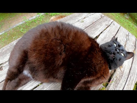 クマみたいな黒猫がテーブルの上で大きなお腹を放り出してくつろぐ(YouTube)