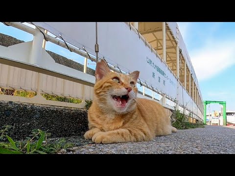 会うと挨拶してくる漁港の茶トラ猫、ナデナデするとゴロゴロ喜んでカワイイ(YouTube)