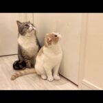 お腹が痛くてトイレにこもってたら猫たちが外でこうなってました…(YouTube)