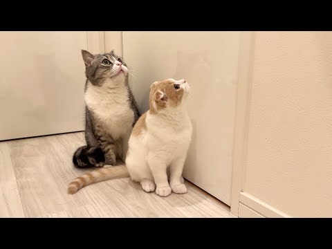お腹が痛くてトイレにこもってたら猫たちが外でこうなってました…(YouTube)