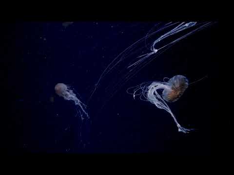 アカクラゲ(YouTube)