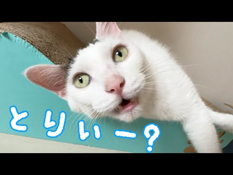 横になってても鳥を探して喋る猫チロさんｗ(YouTube)